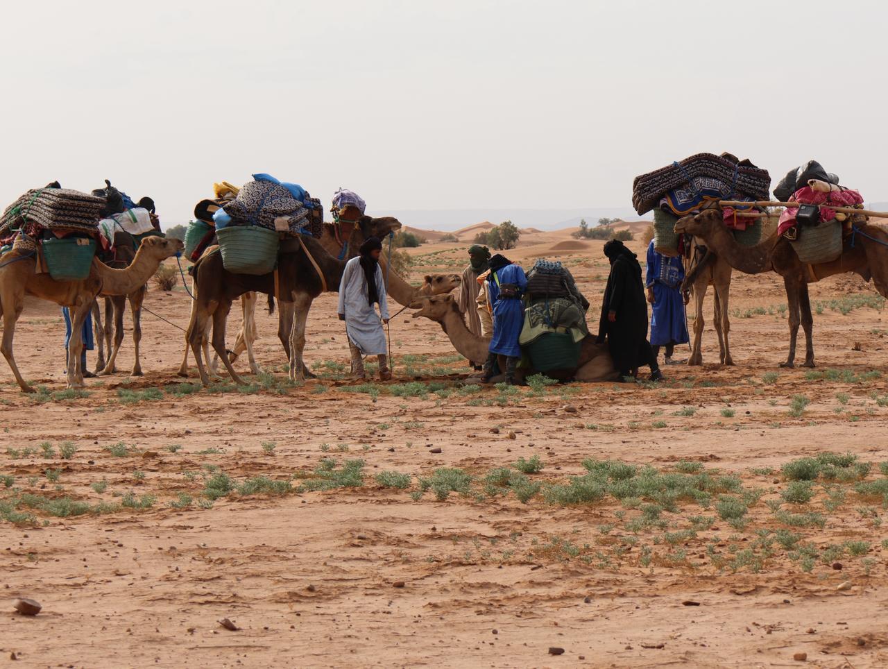 Sahara désert dunes
